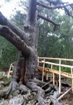 Байкушевата мура